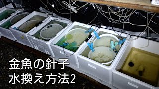 【金魚愛好家ch】水換え方法2【針子　稚魚】