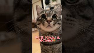 お喋り保護猫ピノ可愛い「うぅん」 #猫 #保護猫 #ピノ猫