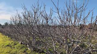 Yay, we've just finished pruning fig cuttings! Still more work ahead before we start our sale.