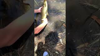 60cm carp in pond