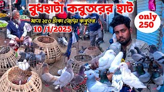 গ্রামীন কবুতরের হাট || জোড়া মাত্র ২৫০ টাকা || kobutor price in bangladesh || kobutorer hat