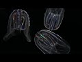 the beauty of cilia how jellyfish and cells move creature cast the new york times