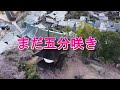 宮島の桜 宮島 さくら