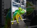 AI made animals hybrid 😱🤯#shorts#ai#hybrid#trendingshorts