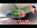 誰にでもいい顔をするコザクラインコ