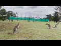 Dozens of Kangaroos Invade Golf Course in New South Wales