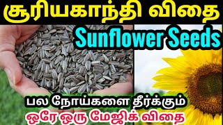 sunflower seeds benefits in tamil| சூரிய காந்தி விதை பயன்கள்| suriyagandhi vidhai|uterus strong food