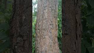 Bark of Shorea robusta, Saal tree #odisha #forest #mayurbhanj #nature #conservation #saltree