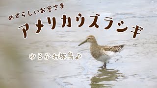 かわいいアメリカウズラシギ｜Pectoral Sandpiper