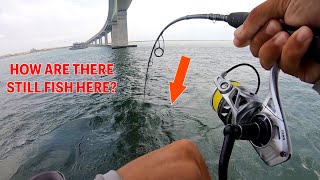 BIG FISH Eating Crabs At Bridge (Oregon Inlet Fishing)