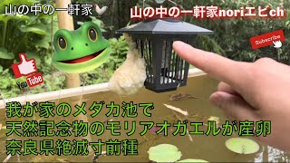 [山の中の一軒家]我が家のメダカ池で天然記念物のモリアオガエルが産卵　奈良県絶滅寸前種　令和4年6月5日(日)  訂正、奈良県ではモリアオガエルは天然記念物ではない。アマガエルの卵ではなくアワフキムシ