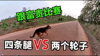 406集 .温暖骑自行车跟德牧犬比赛，王富贵好胜心还挺强，一直跑我前面