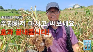 [마늘비료] 주저하지 마시고 써보세요. 효과 끝내 줍니다.