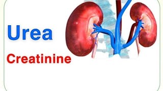 What is Urea ? What is creatinine?  यूरिया और क्रिएटिनिन क्या है? |