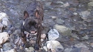 水泳が得意なフレンチブルドッグ　スケボー犬ハッピー 　swimming dog