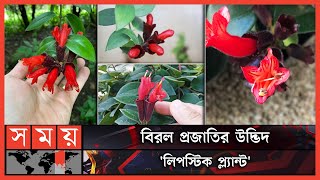 ভারতে গাছে ধরেছে লিপস্টিক! | Lipstick plant | Aeschynanthus | Rare Flower | Somoy TV