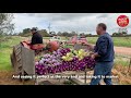 Introducing a South Australian Flower Farm - M&B Flowers! 🌷