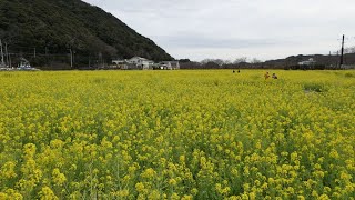 南伊豆　日野（ひんの）の菜の花畑　菜の花迷路に入る　2024年2月16日(金)