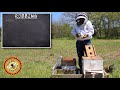 how to install a package of bees