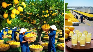 The Incredible Journey of Millions of Lemons How China Supplies the U.S. Market Every Year!