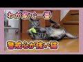 【のんびりさん家の保護猫】わが家で一番警戒心の強い猫 / The most cautious cat in my house