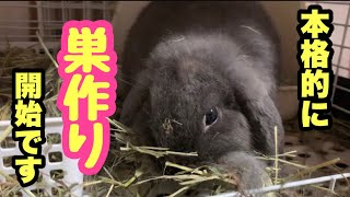 とうとう本格的な巣作りが始まりました【うさぎ飼育】《No.75》