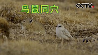 【4K】青藏高原中棕颈雪雀和高原鼠兔为何会同穴而居？中国古籍中神奇的“鸟鼠同穴”现象是如何发生的？| CCTV