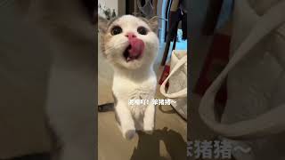 泥嚎吖！笨猪猪 记录猫咪日常 泥嚎