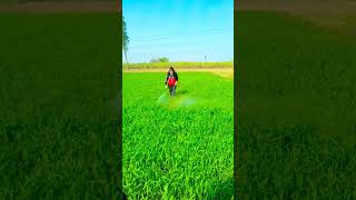 Kisan life 🌱#farming #shortvideo 🌱