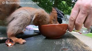 2019.06.08 Wiewiórka Ozenka na wolności dzień 18, część 1.