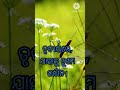 ସବୁଠାରୁ ଭଲ ଲୋକ odia shortvideo