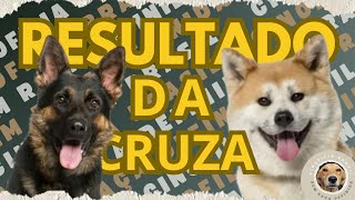 INCRÍVEL CRUZA DE AKITA INU COM PASTOR ALEMÃO | QUADRO : MESTIÇOS