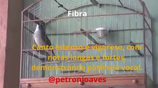 @TRINCA-FERRO E SEUS CANTOS FIBRA CURTA  VC GOSTOU PARTILHA SE-INCREVA