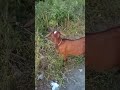 shocking goat 🐐 asmr animals goat viral sound shortvideo shorts petlover short