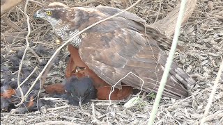 hunting of greater coucal and lapwings with goshawk and shikra | Wildlife Today