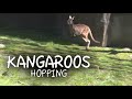 Kangaroos Hopping!