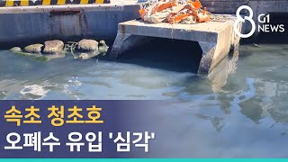 [G1뉴스]속초 청초호 오폐수 유입 '심각'