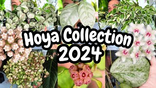 Hoya Collection 2024 🌱 ALL OF THEM 😍