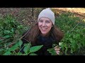 November 2021 Garden Tour! | Carolina Wild Harvests