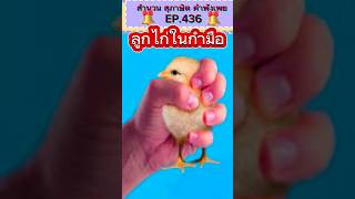 ลูกไก่อยู่ในกำมือ/สำนวนไทย #สุภาษิตไทย #ข้อคิดคติเตือนใจ #คติสอนใจ #ครูไหมสอนภาษาไทย