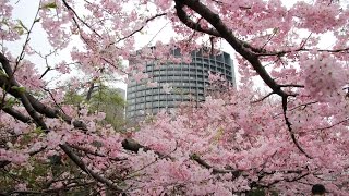 200170331東京都心の桜2017年３月末【ＨＤ・原画４Ｋ】