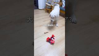 大饼子真的好胆小啊… #金毛 #pets #萌宠