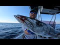 great barracuda catch clean cook *epic results*