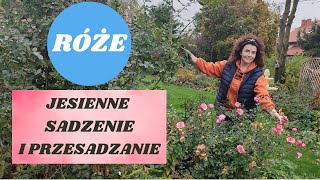 Jak sadzić róże z gołym korzeniem - przesadzanie róży w nowe miejsce. Jesień w ogrodzie