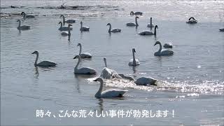 宇都宮郊外の白鳥