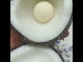 அபூர்வமான பூ தேங்காய் பூ coconut flower inside coconut shorts youtubeshorts