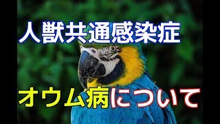 【愛犬のための知識】オウム病・人獣共通感染症【犬を知る】