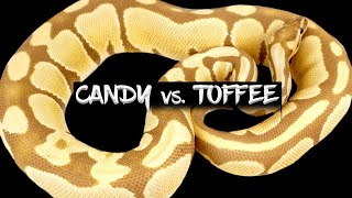 Comparison of the Candy and Toffee Ball Python Genes!