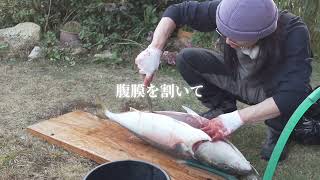 友達が釣った巨大ブリをさばいていくぅ！！【看護師(男)の日常】