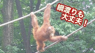 ボルネオオランウータン子供の危うい綱渡り（多摩動物公園）Borneo Orang-utan